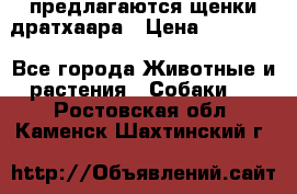 предлагаются щенки дратхаара › Цена ­ 20 000 - Все города Животные и растения » Собаки   . Ростовская обл.,Каменск-Шахтинский г.